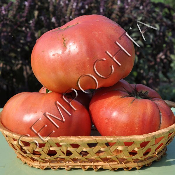 Томат Советский /20 семян/ *Частная коллекция*