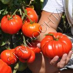 Томат Церковь (Church) /20 семян/ *Частная коллекция*