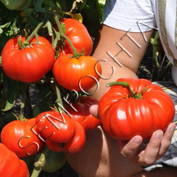 Томат Церковь (Church) /20 семян/ *Частная коллекция*