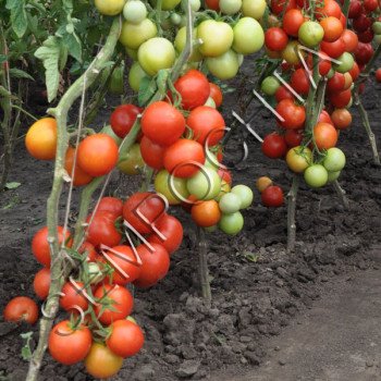 Томат Чудо Логойська /20 насінин/ *Приватна колекція*