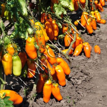 Томат Эрос /20 семян/ *Частная коллекция*