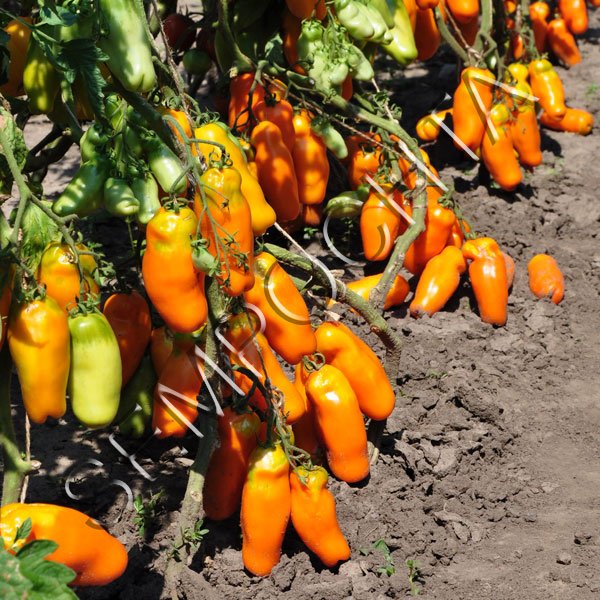 Томат Ерос /20 насінин/ *Приватна колекція*