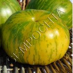 Томат Белый Тигр Дина (Dean`s White Tiger) /20 семян/ *Частная коллекция*