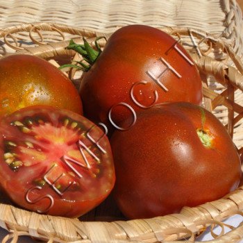 Томат Дамаск Чорний (Damascus Black) /20 насінин/ *Приватна колекція*