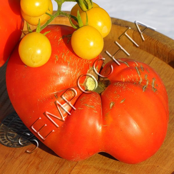 Томат Маршал Победа /20 семян/ *Частная коллекция*