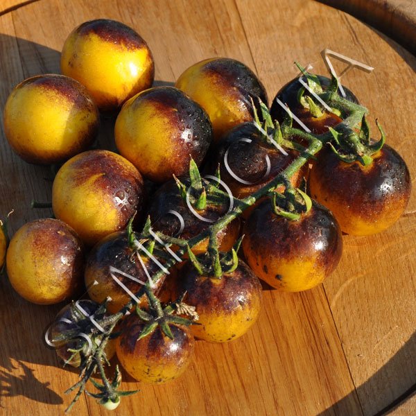 Томат Синій Ліс Джмелів (Bosqve Blue Bumblebee) /20 насінин/ *Приватна колекція*