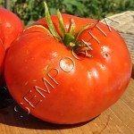 Томат Австралийский Гигант (Giant Australian) /20 семян/ *Частная коллекция*