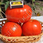 Томат Азербайджанский из Баку 2 /20 семян/ *Частная коллекция*