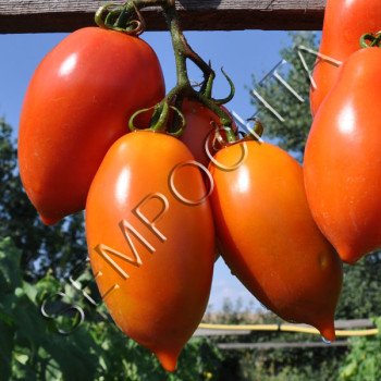 Томат Велика Мама /20 насінин/ *Приватна колекція*