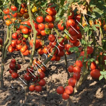 Томат Захват Садівника (Gardeneros Delight) /20 насінин/ *Приватна колекція*