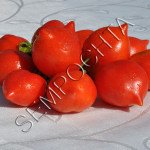 Томат Гора Везувій (Mt.Vesuvius) /20 насінин/ *Приватна колекція*