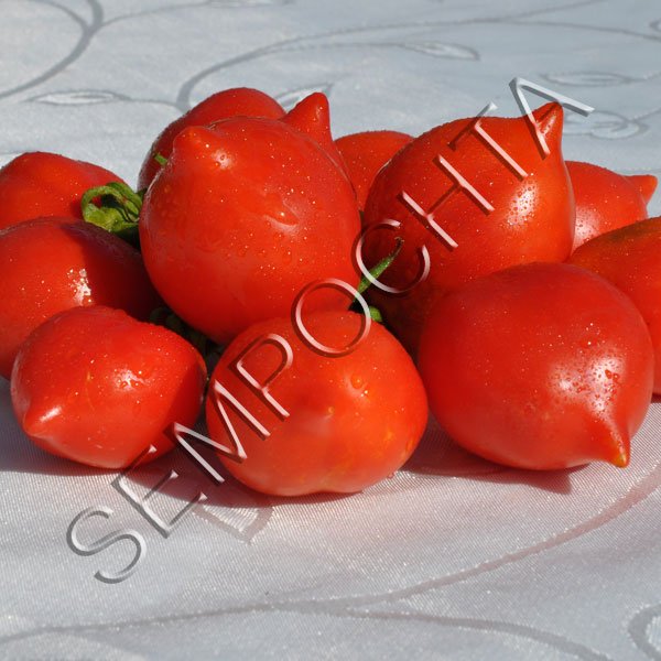 Томат Гора Везувий (Mt.Vesuvius) /20 семян/ *Частная коллекция*