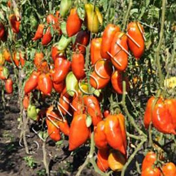 Томат Джерси Гигант /20 семян/ *Частная коллекция*