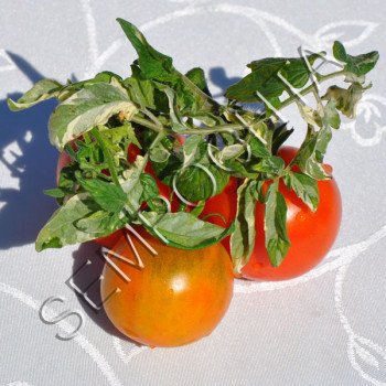 Томат Мінливий (Variegated) /20 насінин/ *Приватна колекція*