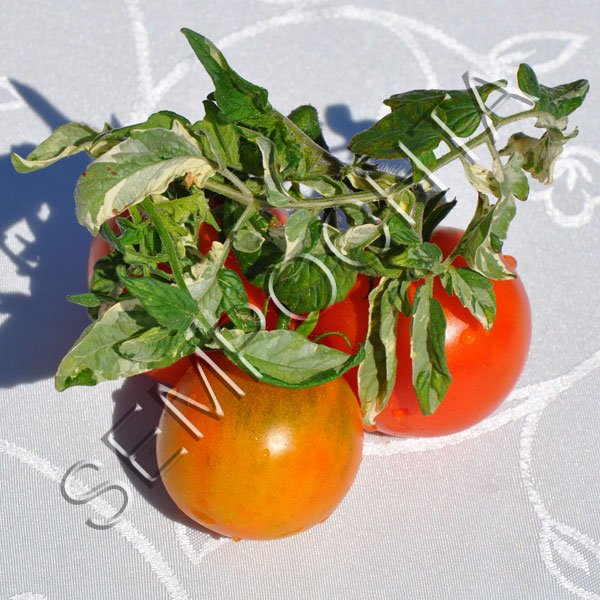 Томат Изменчивый (Variegated) /20 семян/ *Частная коллекция*