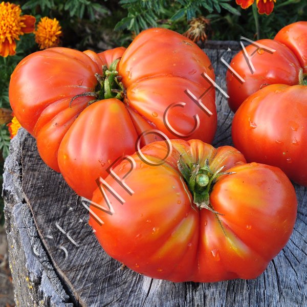 Томат Клара (Klara) /20 насінин/ *Приватна колекція*