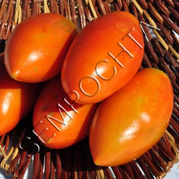 Томат Красунчик /20 насінин/ *Приватна колекція*