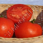 Томат Креольський (Creole) /20 насінин/ *Приватна колекція*