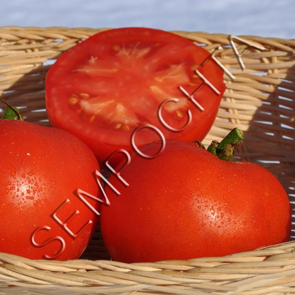 Томат Креольський (Creole) /20 насінин/ *Приватна колекція*