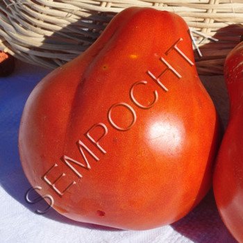 Томат Кунео Гігантська Груша /20 насінин/ *Приватна колекція*