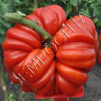 Томат Лотаринзька Красуня /20 насінин/ *Приватна колекція*