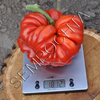Томат Лотаринзька Красуня /20 насінин/ *Приватна колекція*