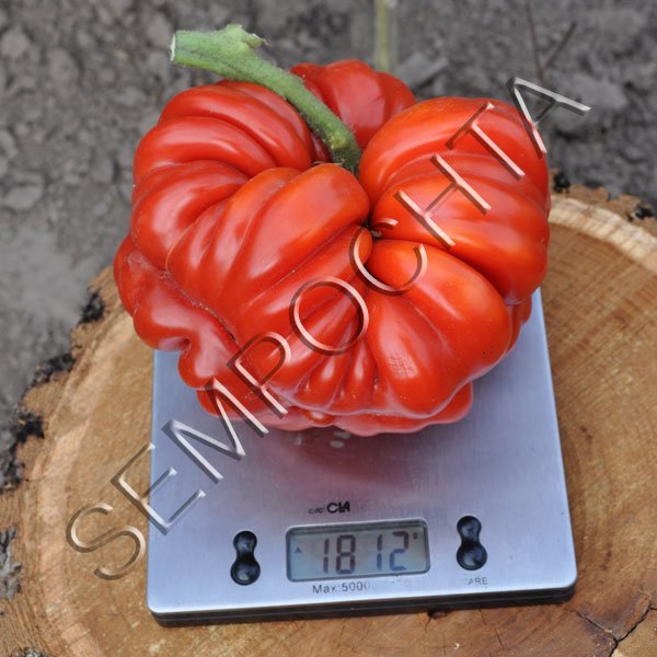 Томат Лотаринзька Красуня /20 насінин/ *Приватна колекція*