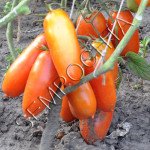 Томат Маленькая Мама (Little Mama) /20 семян/ *Частная коллекция*