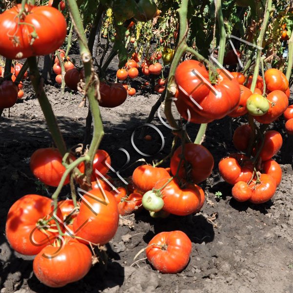 Томат М'ясистий (Befsteak) /20 насінин/ *Приватна колекція*