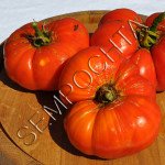 Томат Питер Глазебрук (Peter Glazebrek) /20 семян/ *Частная коллекция*