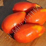 Томат Скаталоне 2 /20 насінин/ *Приватна колекція*