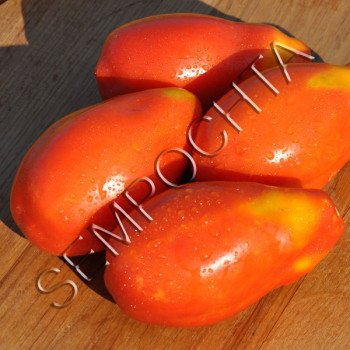 Томат Скаталоне 2 /20 насінин/ *Приватна колекція*