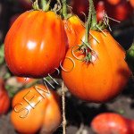 Томат Французские Красные Груши /20 семян/ *Частная коллекция*