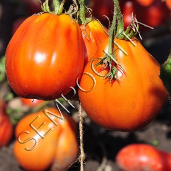 Томат Французькі Червоні Груші /20 насінин/ *Приватна колекція*