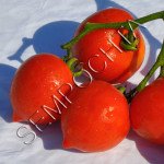 Томат Квітка Анни (Anna`s Multiflora) /20 насінин/ *Приватна колекція*