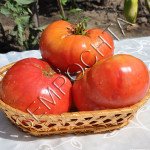 Томат Азербайджанский из Баку 1 /20 семян/ *Частная коллекция*