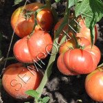 Томат Бой Бой (Boy Boy) /20 насінин/ *Приватна колекція*