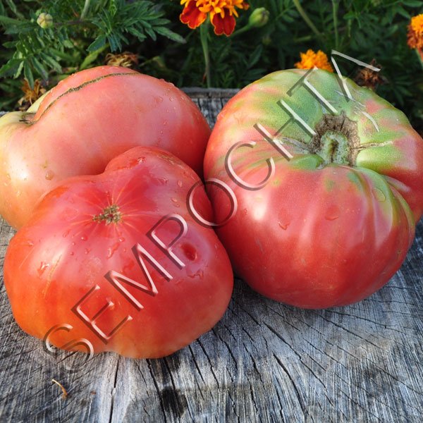 Томат Большой Бренди (Big Brandy) /20 семян/ *Частная коллекция*