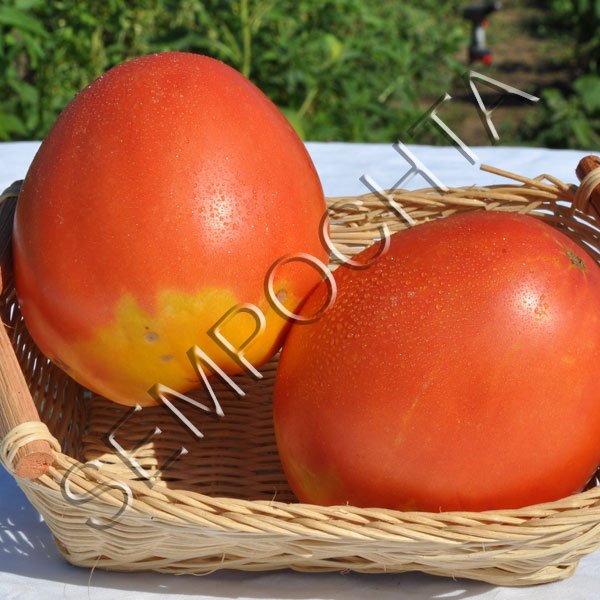 Томат Гігантське Серце Альпініста (Giant Hart Climber) /20 насінин/ *Приватна колекція*