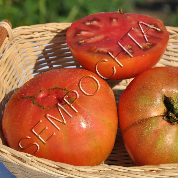 Томат Індійська Зебра (Indian Zebra) /20 насінин/ *Приватна колекція*