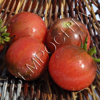 Томат Пофарбований Рожевий (Painted Pink) /20 насінин/ *Приватна колекція*