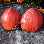 Томат Серце Келлі (Kelli S Heart) /20 насінин/ *Приватна колекція*