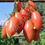 Томат Сосулька Розовая /20 семян/ *Частная коллекция*