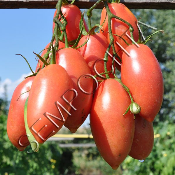 Томат Бурулька Рожева /20 насінин/ *Приватна колекція*