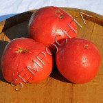 Томат Тодд Каунті Амішей (Todd County Amish) /20 насінин/ *Приватна колекція*