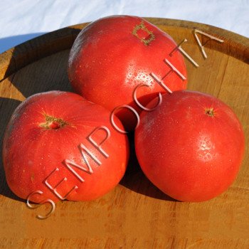 Томат Тодд Каунті Амішей (Todd County Amish) /20 насінин/ *Приватна колекція*