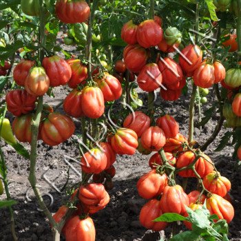 Томат Этуаль /20 семян/ *Частная коллекция*