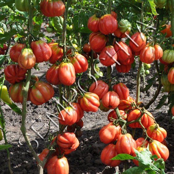 Томат Етуаль /20 насінин/ *Приватна колекція*