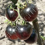 Томат Bleve P20 /20 насінин/ *Часна колекція*