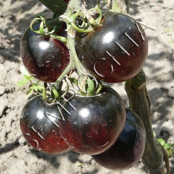 Томат Bleve P20 /20 насінин/ *Часна колекція*